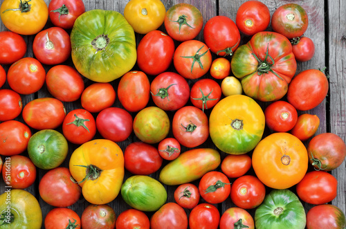Different maturity degree fresh farm tomatoes
