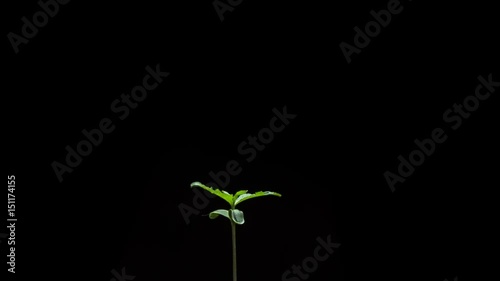 Marijuana Plant Growing