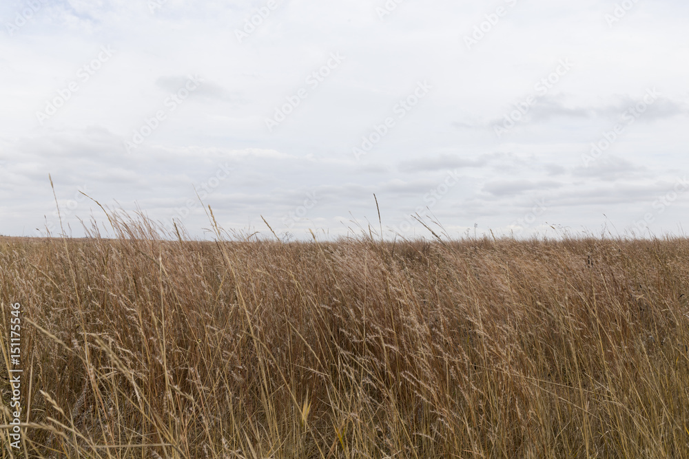 Fototapeta premium Wheat