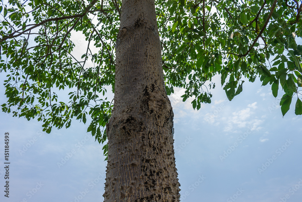 Fototapeta premium Background of nature