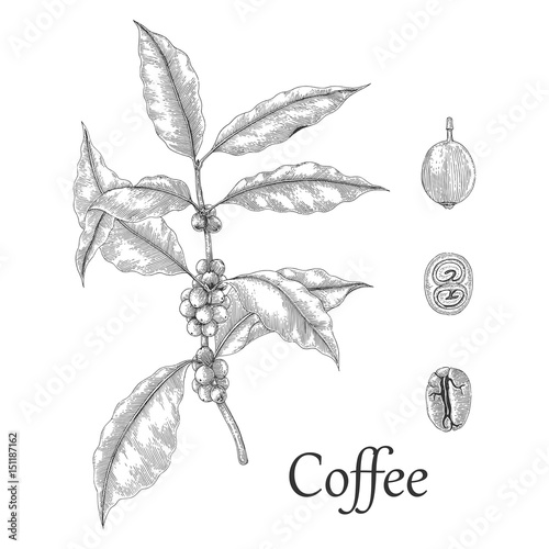Coffee tree hand drawing engraving style