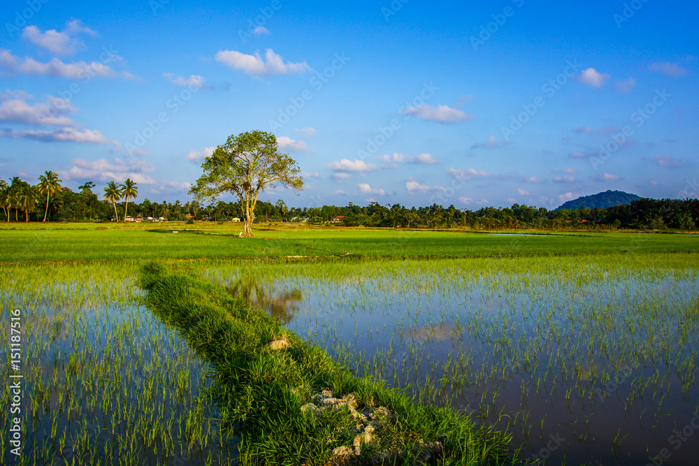 view of paddy field view of paddy field