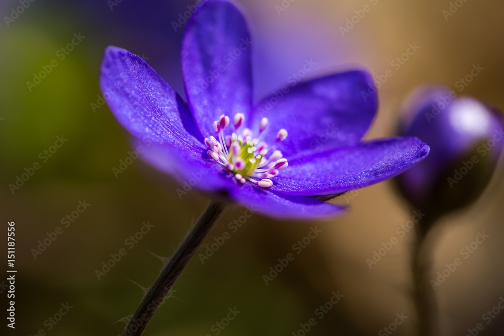 Blue liverworts flowers in close up