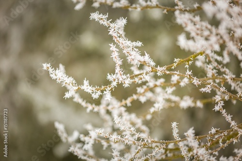 Winter trees with white rime © milosz_g