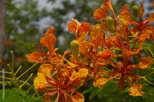 Wallpaper Mural Caesalpinia pulcherrima Sw ;Barbadose Pride, Dwarf Poinciana Torontodigital.ca