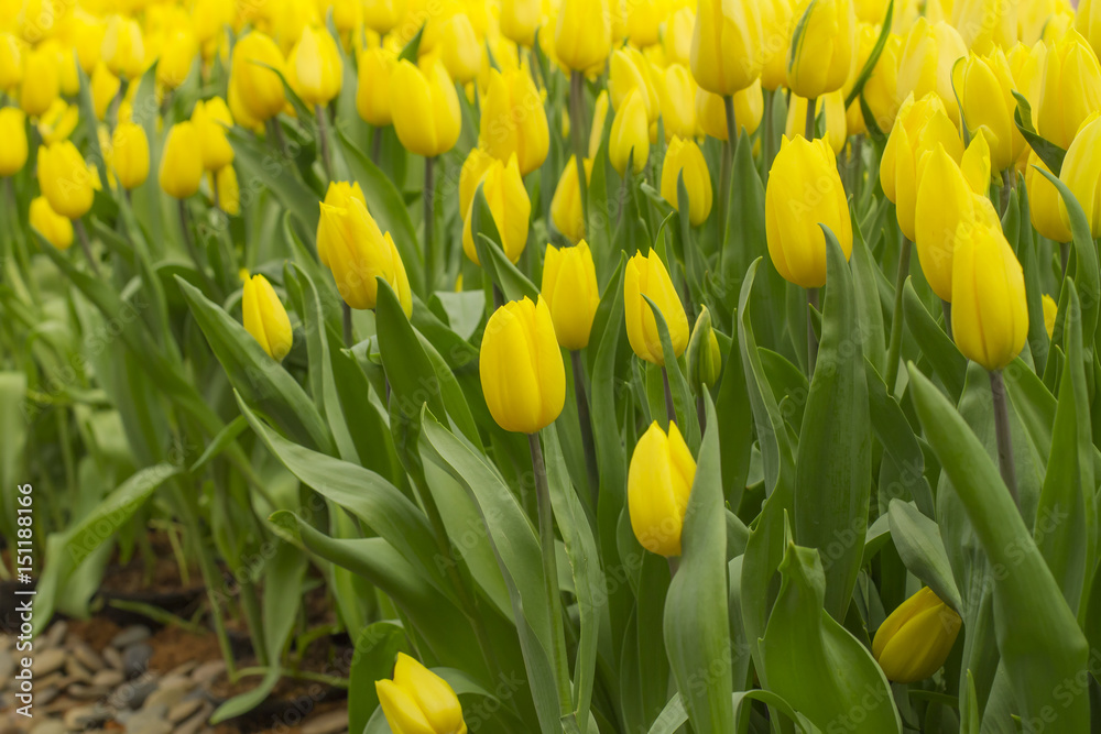 Fresh colorful tulips in warm sunlight Fresh colorful tulips in warm sunlight