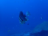 インド洋を泳ぐアカククリ
