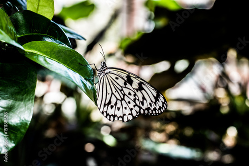 Paper Kite Black & White Tropical Butterfly