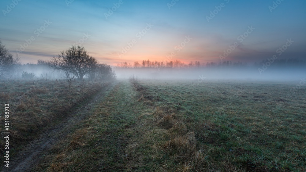 Beautiful foggy morning on polish meadow