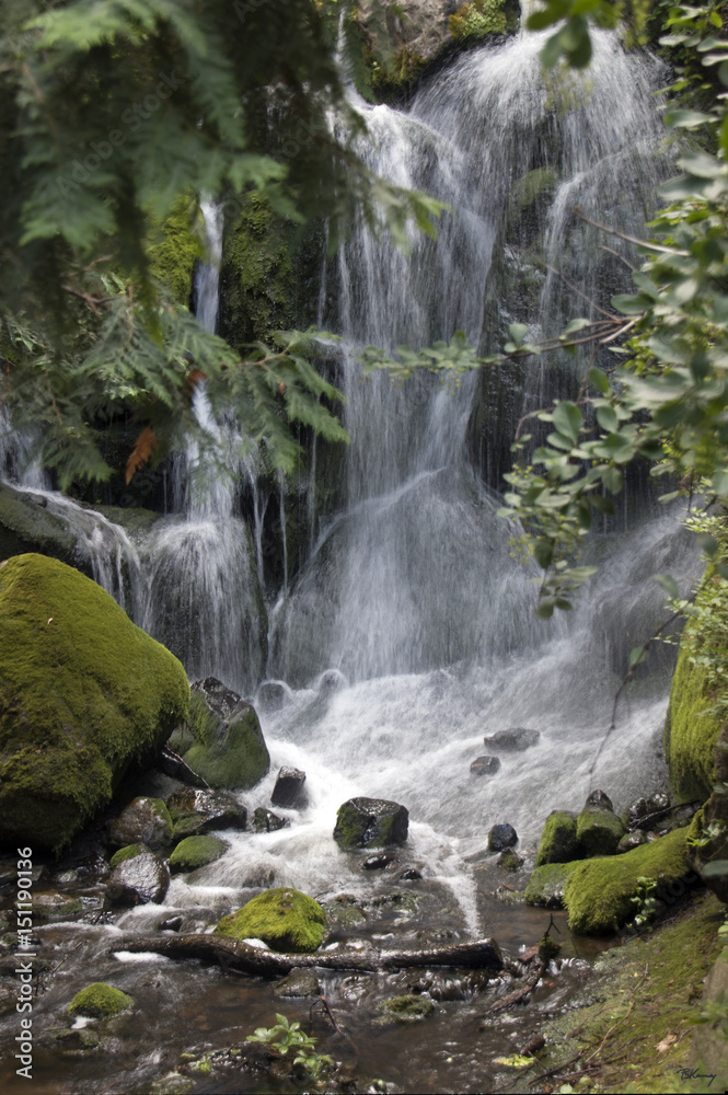Fototapeta premium Arboretum waterfall