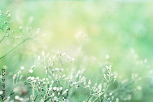 spring grass flower field in soft purple and pink color filter nature background