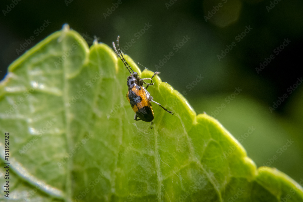 Brown and black bug with long antennas on leaf Brown and black bug with long antennas on leaf