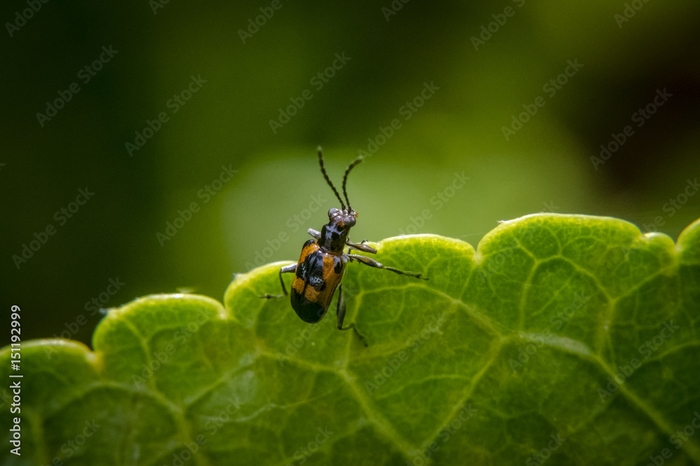 Brown and black bug with long antennas on leaf Brown and black bug with long antennas on leaf