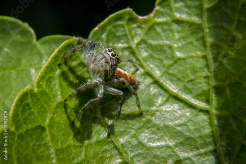 Small spider on leaf © Aldemar