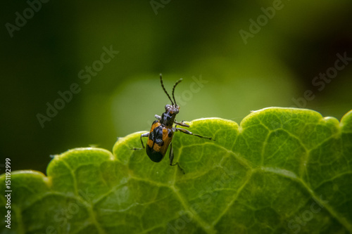Brown and black bug with long antennas on leaf