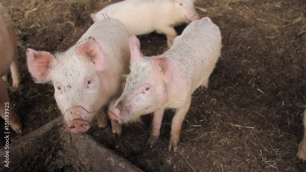 little pink pig on a farm in Russia little pink pig on a farm in Russia