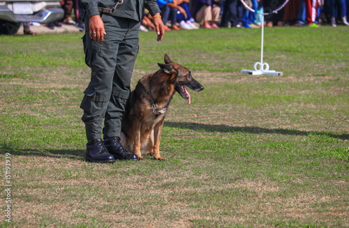 dog sit in being trained safety by soldier on the grass. © pramot48