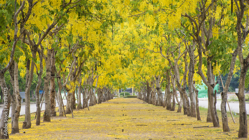 yellow flower or Cassia fistula or Golden shower in the park for background
