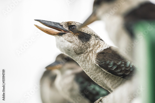 Australian kookaburras resting outdoors during the day in Queensland © Rob D