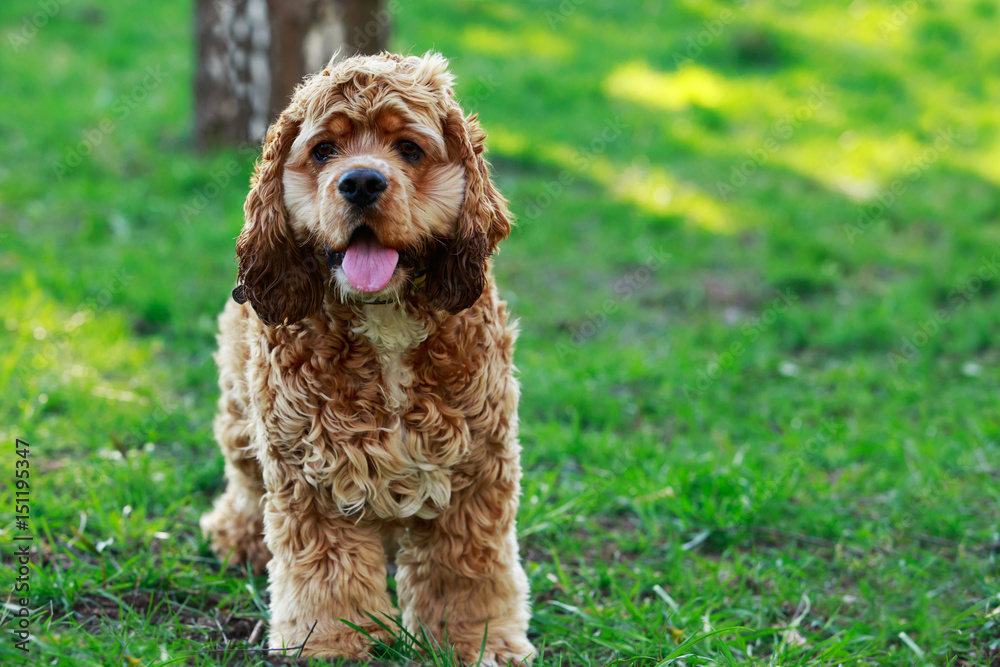 dog breed American Cocker Spaniel