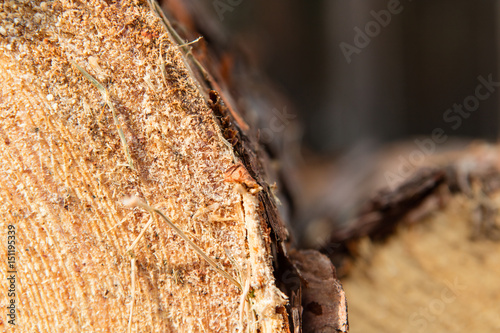 Trees chopped and stacked in forest