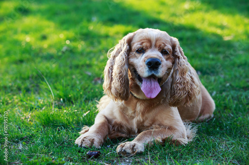 dog breed American Cocker Spaniel