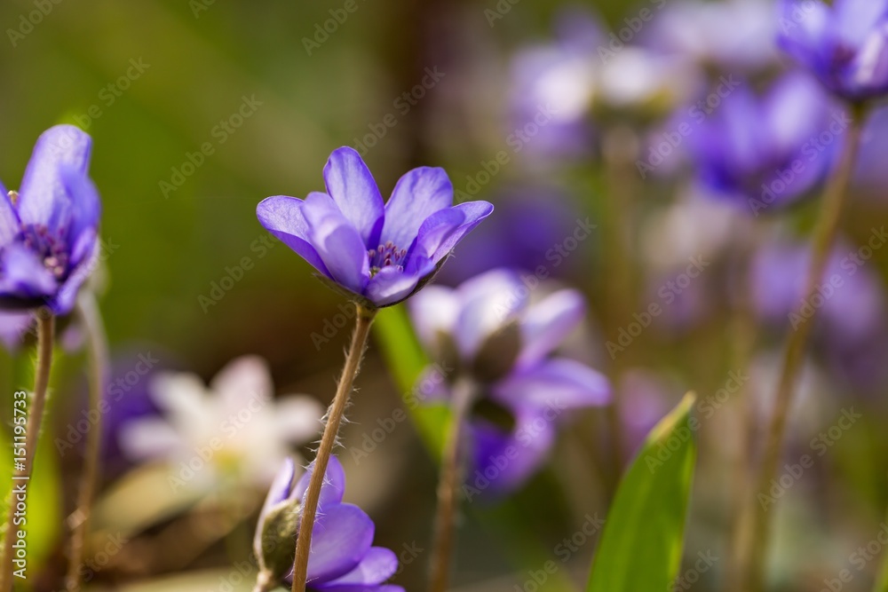 Blue liverworts flowers in close up Blue liverworts flowers in close up