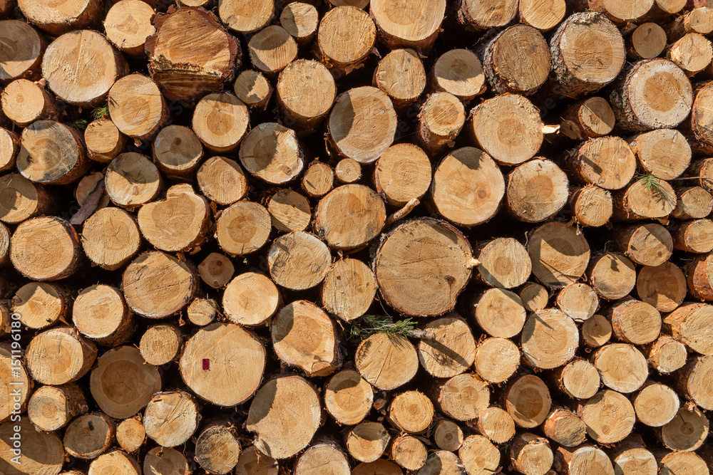 A pile of cut wood stump log texture A pile of cut wood stump log texture