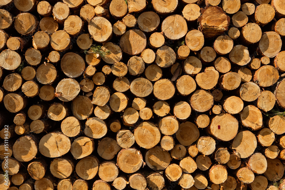 A pile of cut wood stump log texture