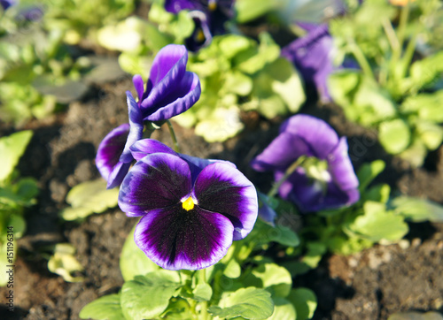 Pansy or Viola flowers  purple 