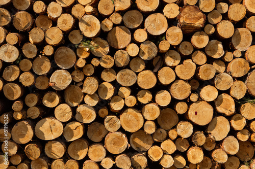 A pile of cut wood stump log texture