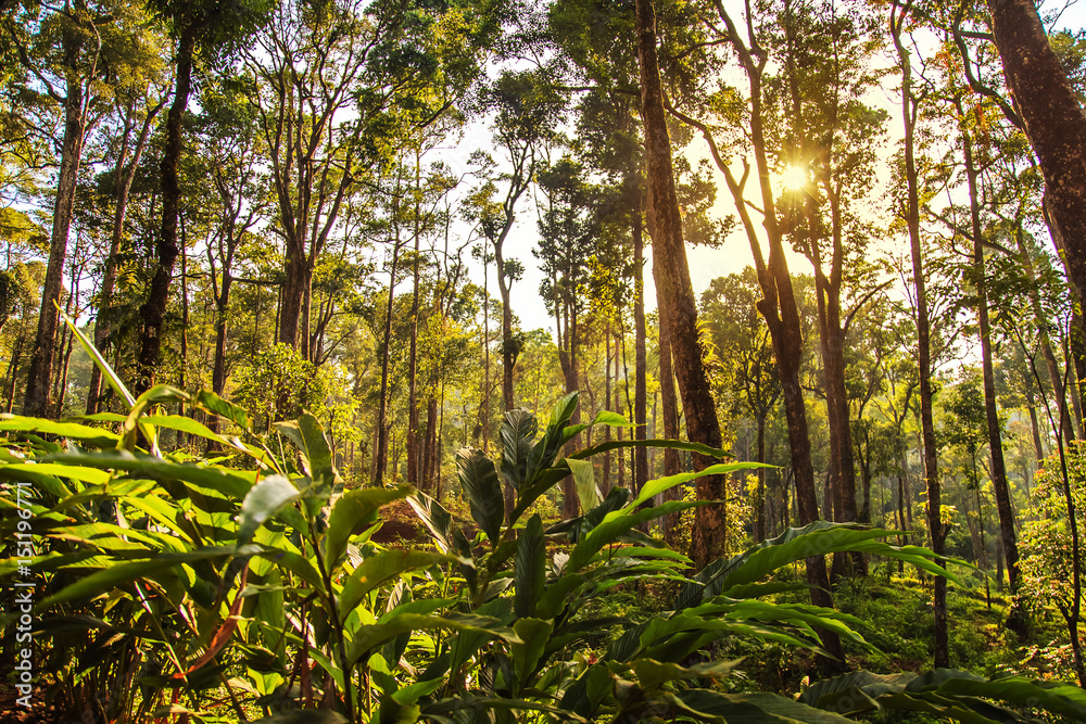 Fototapeta premium Wild jungle in the highlands.