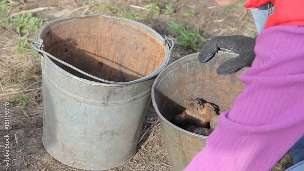 Manual sorting of potato seeds with sprouts in buckets, depending on size. Manual sorting of potato seeds with sprouts in buckets, depending on size.