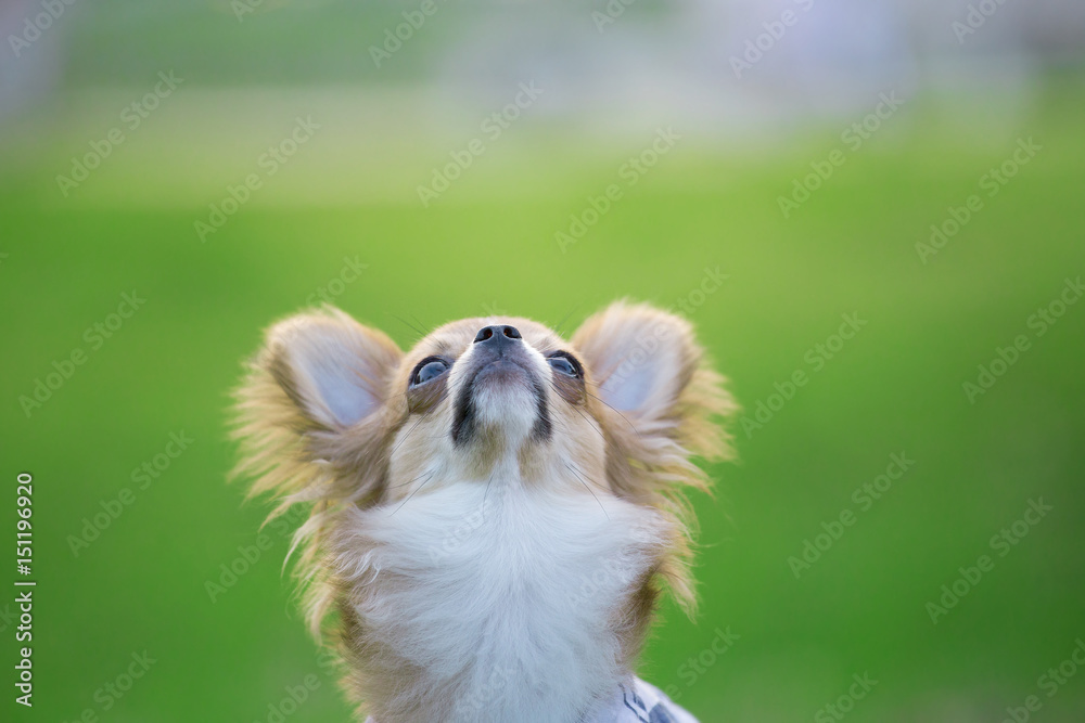 chihuahua lying in grass looking at the sky