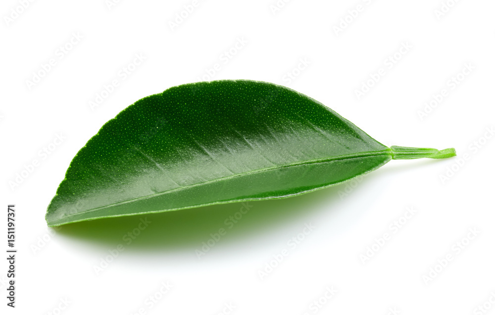 Fototapeta premium Citrus leaves isolated