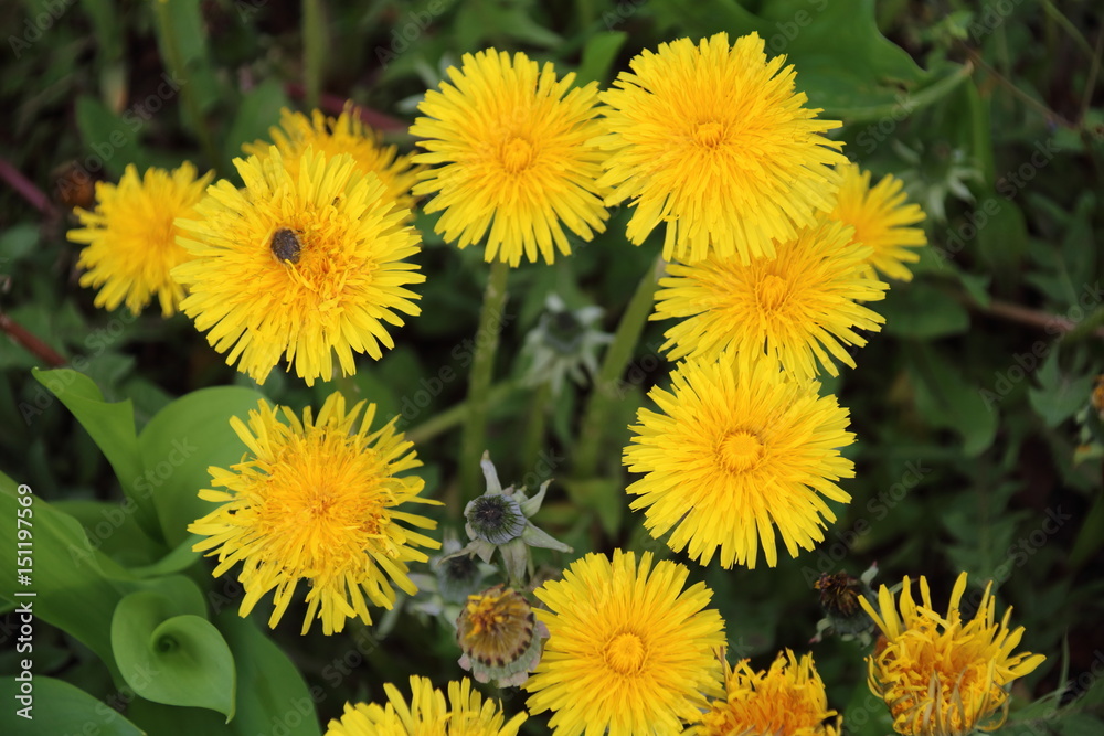 Dandelion Dandelion