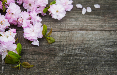 Spring sakura blossom © Olena Rudo