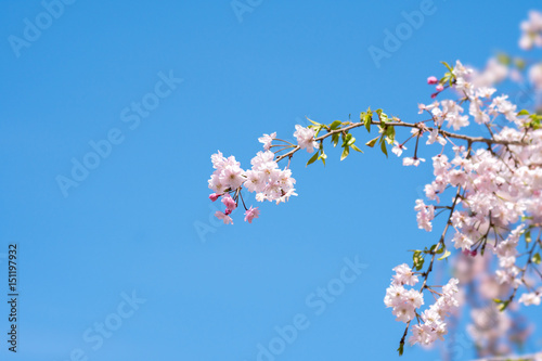 青空に映える桜 （紅しだれサクラ）