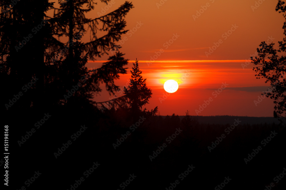 Sun setting over forest