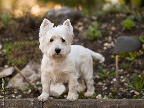 West Highland terrier.