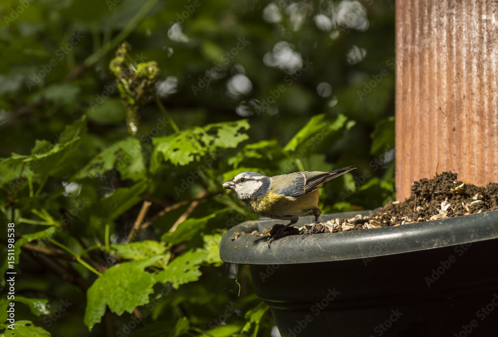 Obraz premium Mésanges - Chartreuse - Isère.