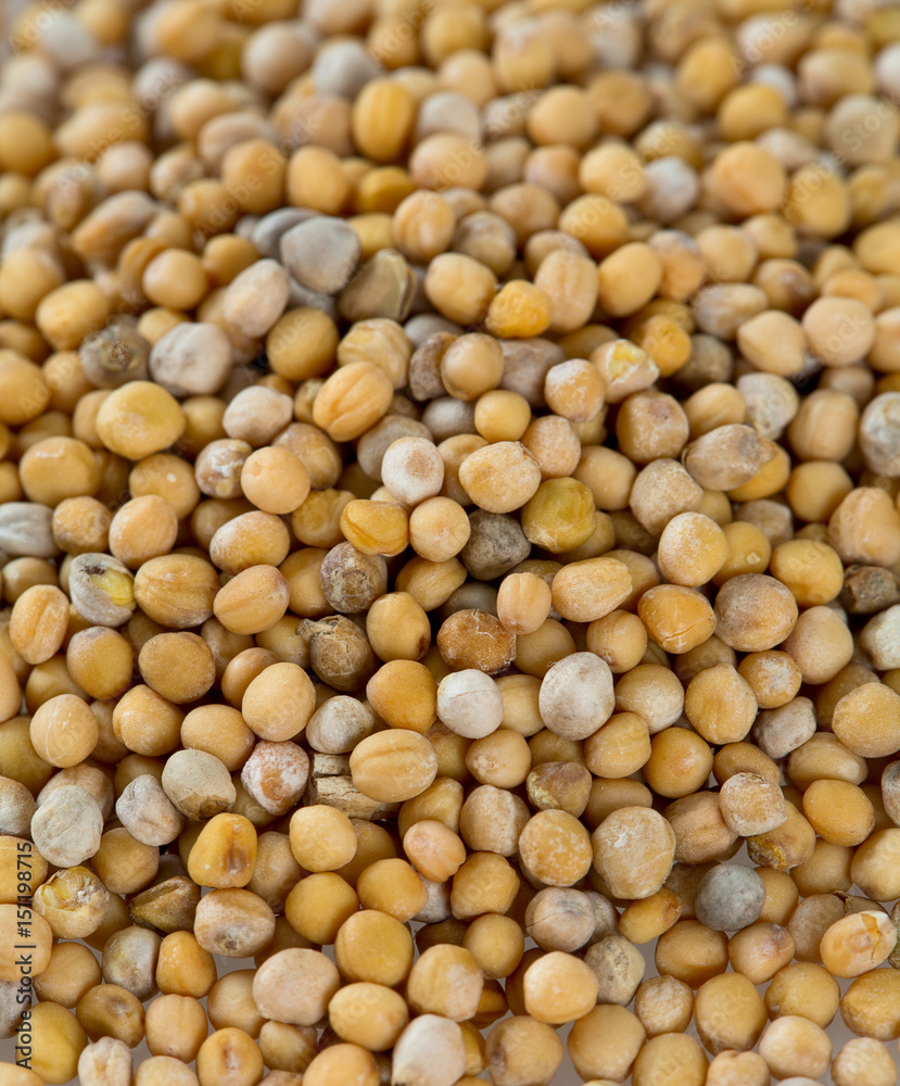 mustard isolated on white mustard isolated on white