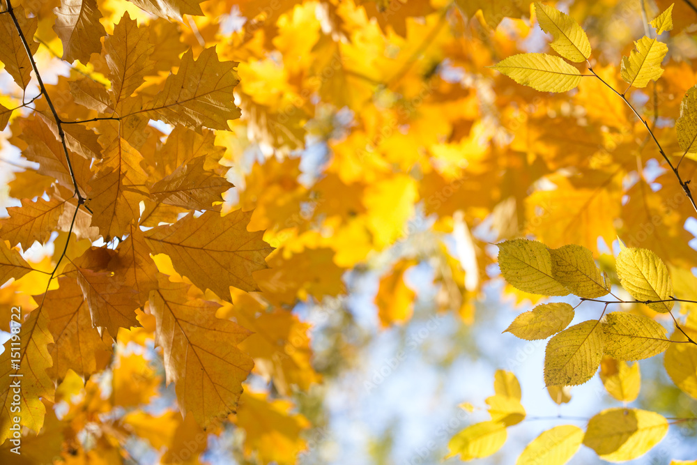 Autumn beech leaves decorate a beautiful nature bokeh background with forest Autumn beech leaves decorate a beautiful nature bokeh background with forest