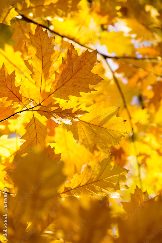 Autumn beech leaves decorate a beautiful nature bokeh background with forest Autumn beech leaves decorate a beautiful nature bokeh background with forest