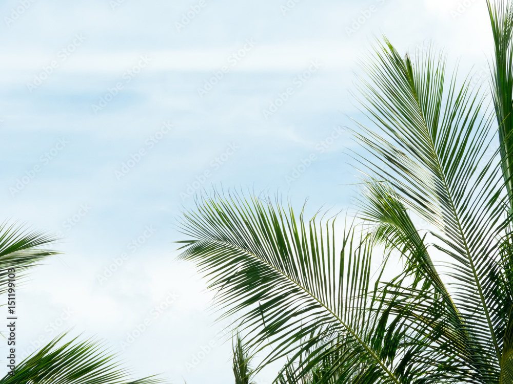 Fototapeta premium Palm trees against blue sky