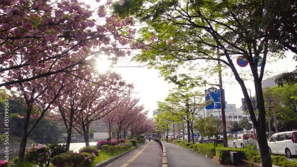 Straight road between pink cherry blossoms and green trees
Straight road between pink cherry blossoms and green trees