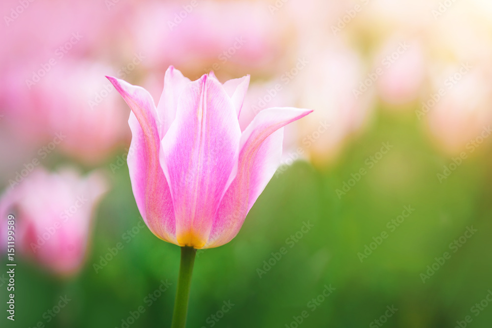 Purple tulip on the background of green grass close-up.