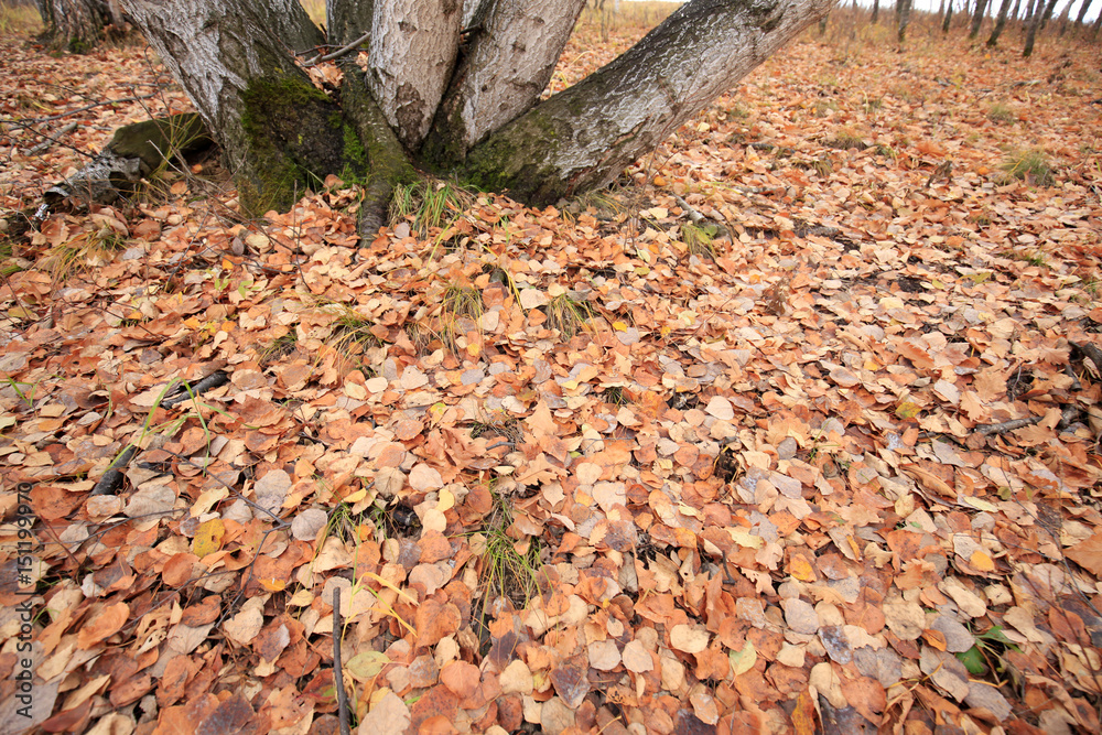 The autumn leaves The autumn leaves