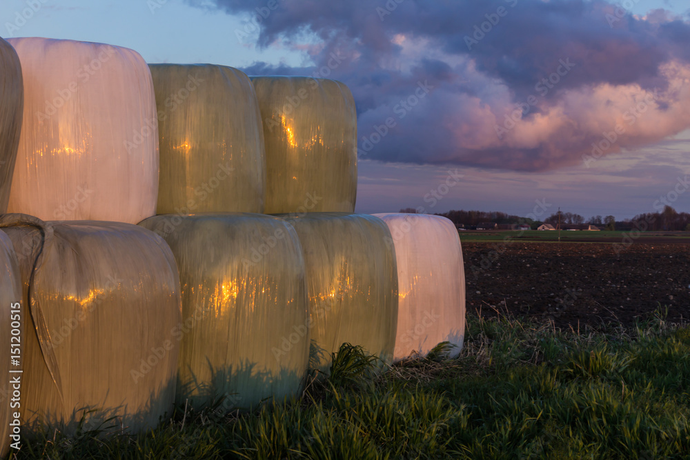 Stacked like a pyramid, round bales of hay and silage wrapped in a white membrane. Food for cows in winter is stored on the field. Dairy farm on Podlasie, Poland. Stacked like a pyramid, round bales of hay and silage wrapped in a white membrane. Food for cows in winter is stored on the field. Dairy farm on Podlasie, Poland.
