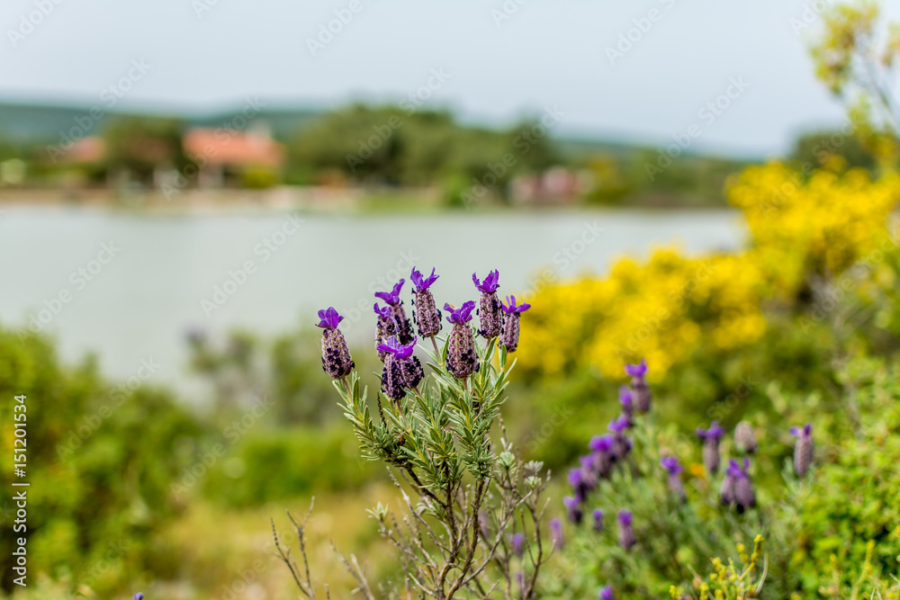 Wild lavender flowers in front of the lake. Selective focus